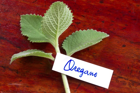 Oregano: Source of Antioxidant Protection