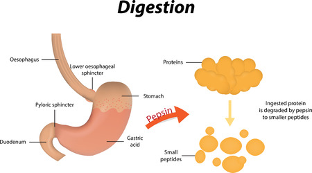 Body Systems: Digestive System