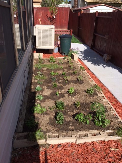 Patio and Other Small Gardens